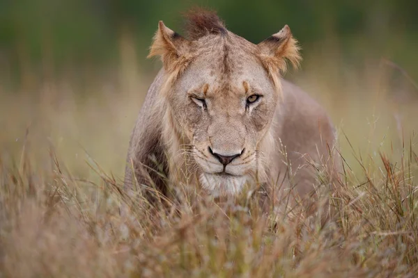 Retrato Joven León Macho Temporada Verde Parque Nacional Kruger Sudáfrica — Foto de Stock