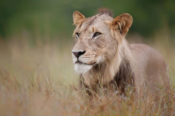 Portret Młodego Lwa Zielonym Sezonie Parku Narodowym Kruger Republice Południowej — Zdjęcie stockowe