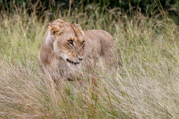 Lioness growling in the Kruger National Park in the green season in South Africa