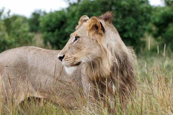 Portret Młodego Lwa Zielonym Sezonie Parku Narodowym Kruger Republice Południowej — Zdjęcie stockowe