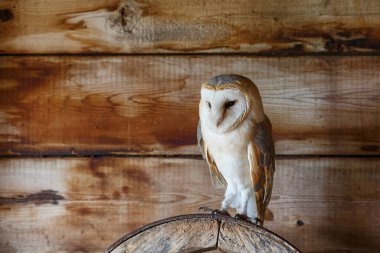 Hollanda 'nın Gelderland kentindeki eski bir ahırda oturan ahır baykuşu (Tyto alba).