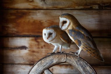 Hollanda 'nın Gelderland kentindeki eski bir ahırda oturan ahır baykuşu (Tyto alba).