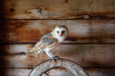 Hollanda 'nın Gelderland kentindeki eski bir ahırda oturan ahır baykuşu (Tyto alba).