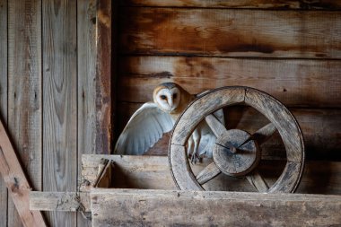 Hollanda 'nın Gelderland kentindeki eski bir ahırda oturan ahır baykuşu (Tyto alba).