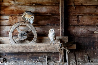 Hollanda 'nın Gelderland kentindeki eski bir ahırda oturan ahır baykuşu (Tyto alba).