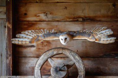 Hollanda 'nın Gelderland kentindeki eski bir ahırda uçan baykuş (Tyto alba).