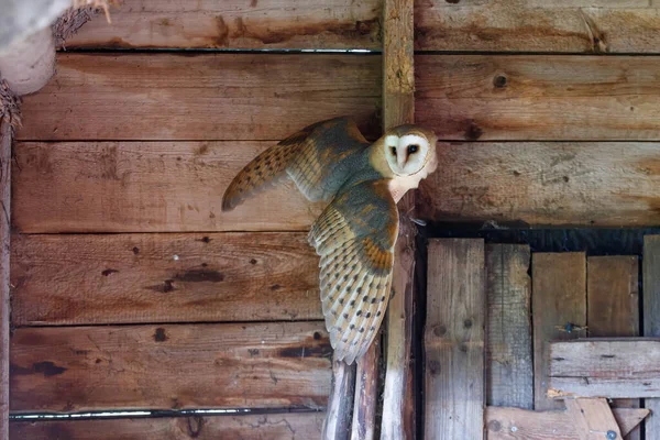 Sowa Stodoła Tyto Alba Siedząca Starej Stodole Gelderland Holandii — Zdjęcie stockowe