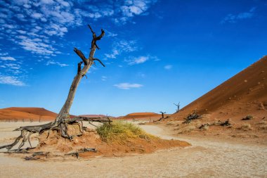 Namib-Naukluft Ulusal Parkı 'nın bir parçası olan Sossusvlei' deki Ölü Vlei 'de güzel bulutlu bir gökyüzü olan ölü ağaçlar