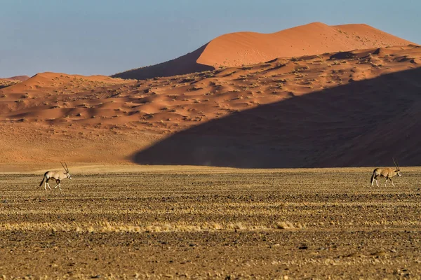 Oryx Berjalan Depan Bukit Pasir Merah Daerah Sossusvlei Namib Naukluft — Stok Foto