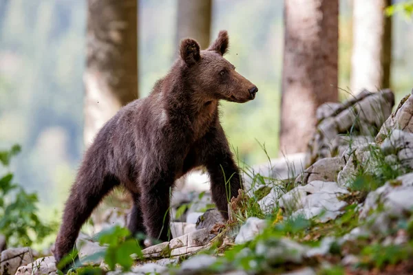 Бурый Медведь Ходит Ищет Пищу Лесу Горах Региона Нотраньска Словении — стоковое фото