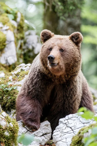 Urso Pardo Encontro Próximo Com Uma Grande Fêmea Ursos Pardos — Fotografia de Stock