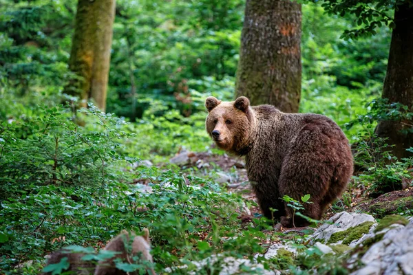 Мать Бурый Медведь Своими Детенышами Гуляет Ищет Пищу Лесу Горах — стоковое фото