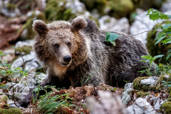 Бурый Медведь Тесная Встреча Большой Самкой Бурых Медведей Лесу Горах — стоковое фото