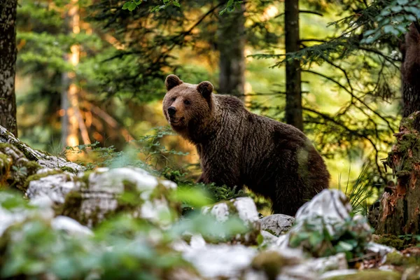 Urso Pardo Encontro Próximo Com Uma Grande Fêmea Ursos Pardos — Fotografia de Stock