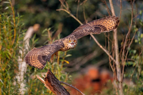 Europeisk Örnuggla Bubo Bubo Som Flyger Skogen Gelderland Nederländerna — Stockfoto