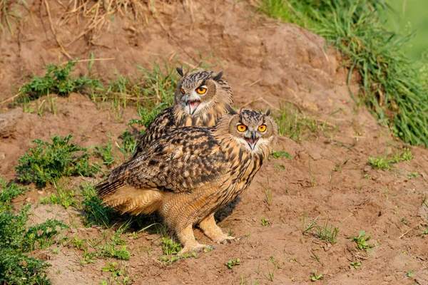 European Eagle Owls Bubo Bubo Sentados Juntos Floresta Gelderland Nos — Fotografia de Stock