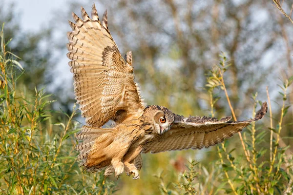 Μια Ευρωπαϊκή Κουκουβάγια Bubo Bubo Που Πετά Στο Δάσος Στο — Φωτογραφία Αρχείου