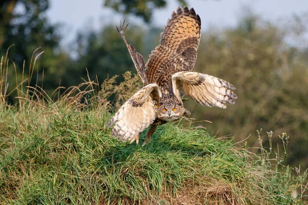 European Eagle Owls Bubo Bubo Létající Společně Lesích Gelderlandu Nizozemsku — Stock fotografie