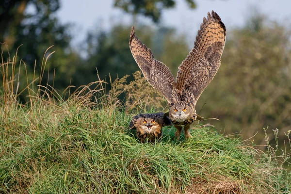 European Eagle Owls Bubo Bubo Flyger Tillsammans Skogen Gelderland Nederländerna — Stockfoto