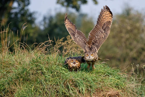 Europejskie Sowy Orle Bubo Bubo Latające Razem Lesie Gelderland Holandii — Zdjęcie stockowe