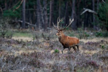 Azgınlık mevsiminde kızıl geyik Hollanda 'daki Ulusal Park Hoge Veluwe ormanındaki bir fundalıkta yürüyor.