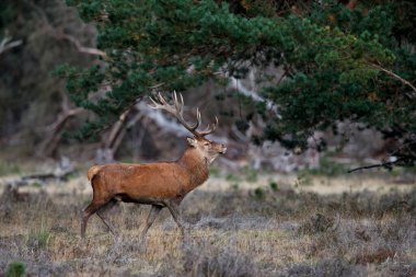 Azgınlık mevsiminde kızıl geyik Hollanda 'daki Ulusal Park Hoge Veluwe ormanındaki bir fundalıkta yürüyor.