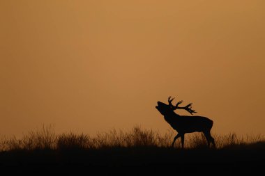 Kızışma mevsiminde kızıl geyik Hollanda 'daki Ulusal Park Hoge Veluwe' da gün batımında bir tepede haykırıyor.