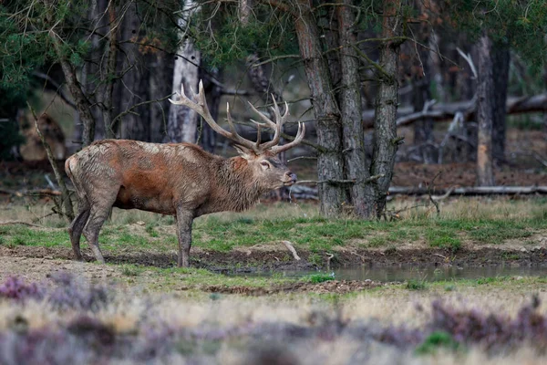 Azgınlık mevsiminde kızıl geyik Hollanda 'daki Ulusal Park Hoge Veluwe ormanındaki bir fundalıkta yürüyor.