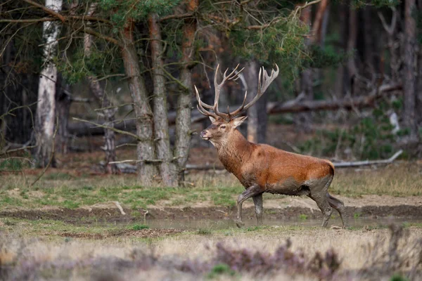 Azgınlık mevsiminde kızıl geyik Hollanda 'daki Ulusal Park Hoge Veluwe ormanındaki bir fundalıkta yürüyor.
