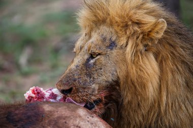 Güney Afrika 'nın Büyük Kruger Bölgesi' ndeki Sabi Sands oyun parkında bufalo öldüren aslan adam.