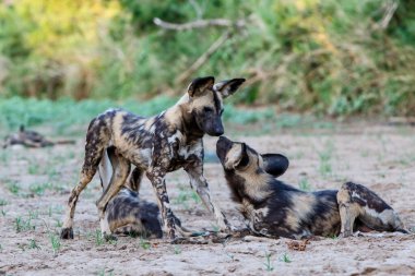 Afrika vahşi köpeği, Güney Afrika 'daki Zimanga Oyun Rezervi' ndeki Mkuze Nehri 'nin kuru nehir yatağında oynuyor.