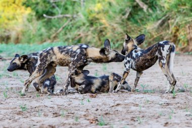 Afrika vahşi köpeği, Güney Afrika 'daki Zimanga Oyun Rezervi' ndeki Mkuze Nehri 'nin kuru nehir yatağında oynuyor.
