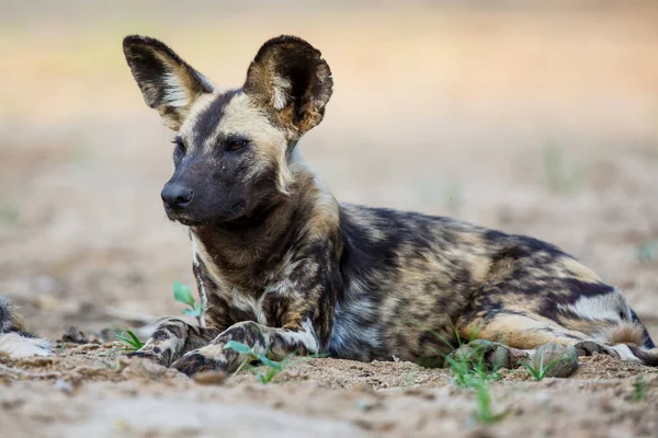 Cão Selvagem Africano Descansando Leito Seco Rio Mkuze Reserva Caça — Fotografia de Stock