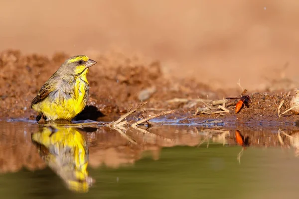 Canari Front Jaune Crithagra Mozambiza Assis Dans Trou Eau Avec — Photo