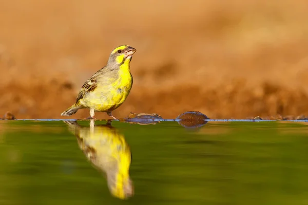 Yellow Fronted Canary Crithagra Mozambiza Sitting Waterhole Nice Reflection Water — Stock Photo, Image