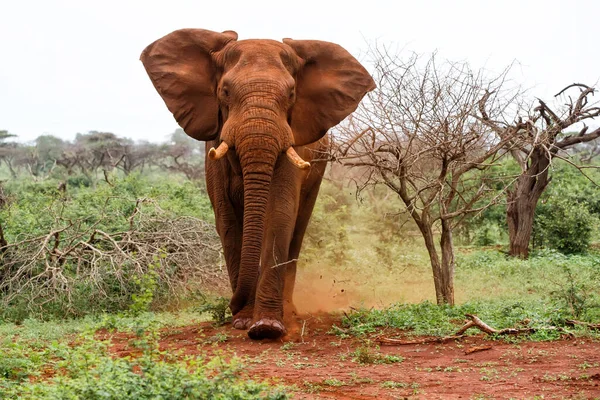Touro Elefante Deve Caminhar Zimanga Game Reserve Kwa Zulu Natal — Fotografia de Stock