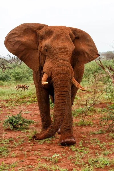 Touro Elefante Deve Caminhar Zimanga Game Reserve Kwa Zulu Natal — Fotografia de Stock