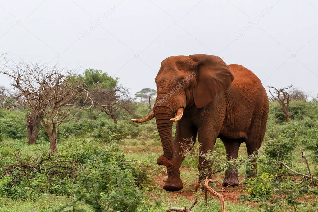 Elephant bull in must walking in Zimanga Game Reserve in Kwa Zulu Natal in South Africa