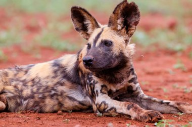 Güney Afrika 'daki Zimanga oyun parkında dinlenen vahşi bir Afrika köpeğinin portresi.