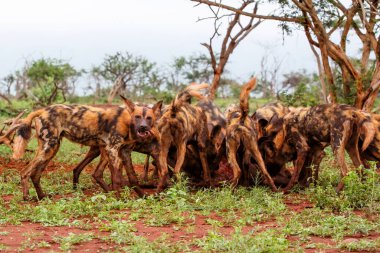 Afrika yaban domuzu, Güney Afrika 'daki Zimanga av bölgesinde avlandı.