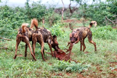 Afrika yaban domuzu, Güney Afrika 'daki Zimanga av bölgesinde avlandı.