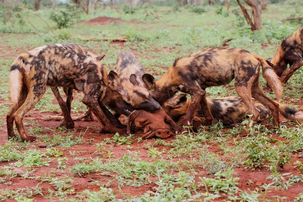 Cane Selvatico Africano Che Mangia Uccisione Facocero Nella Riserva Zimanga — Foto Stock