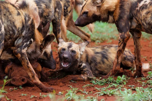 African Wild Dog Eating Warthog Kill Zimanga Game Reserve South — Stock Photo, Image