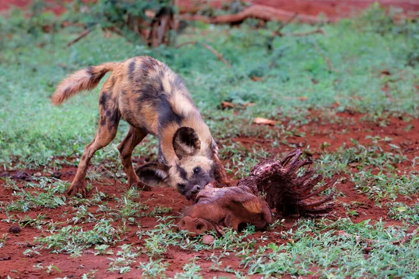 Perro Salvaje Africano Comiendo Una Matanza Jabalíes Reserva Caza Zimanga —  Fotos de Stock