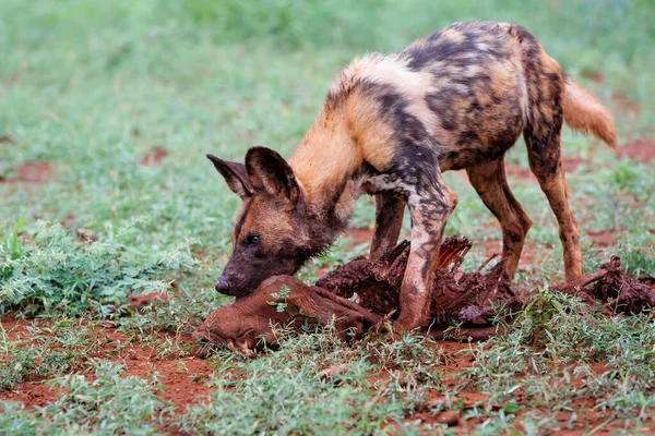 남아프리카 공화국의 지앙가 구역에서 혹멧돼지를 아프리카 — 스톡 사진