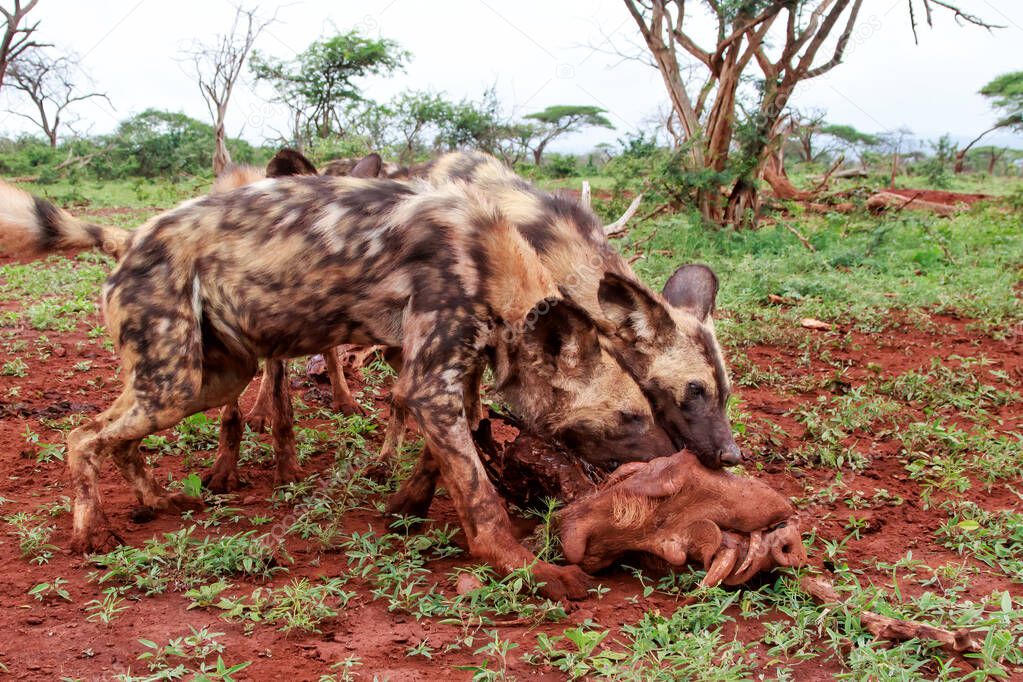 African wild dog eating from a warthog kill in Zimanga game reserve in South Africa