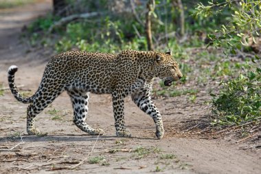 Leopar, Güney Afrika 'nın Büyük Kruger Bölgesi' nde Sabi Kumları 'nda av arıyor.