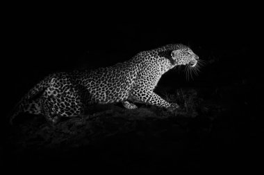 Güney Afrika 'nın Büyük Kruger Bölgesi' nde Sabi Kumları 'nda gece avlanan leopar.
