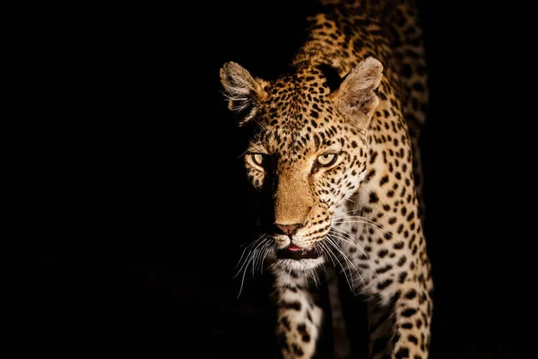 Leopard Mencari Mangsa Sabi Sands Game Reserve Greater Kruger Region — Stok Foto
