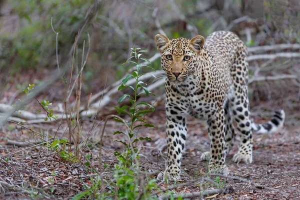 Leopard Poszukuje Zdobyczy Rezerwacie Gier Sabi Sands Regionie Wielkiego Krugera — Zdjęcie stockowe